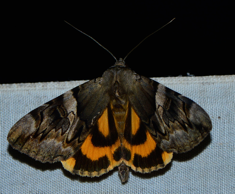 Catocala fulminea - galagonya-övesbagoly