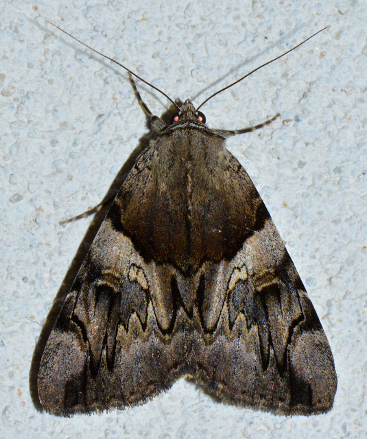 Catocala fulminea - galagonya-övesbagoly