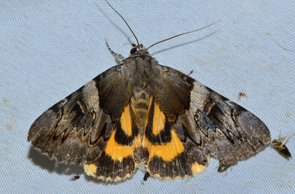 Catocala fulminea - galagonya-övesbagoly