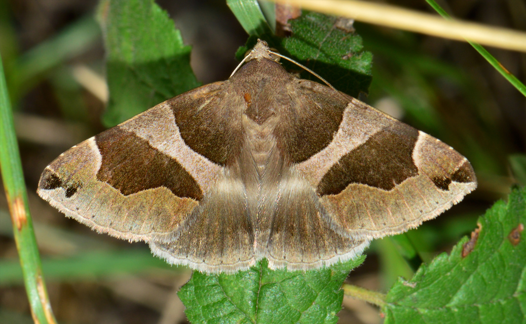 Dysgonia algira - déli porcelánbagoly