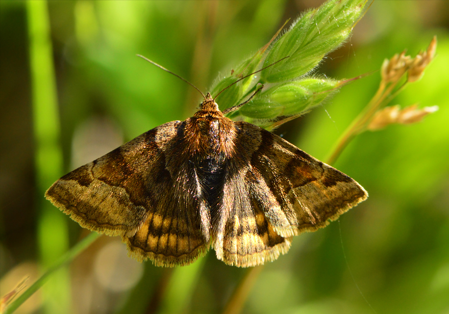 Euclidia glyphica - közönséges nappalibagoly