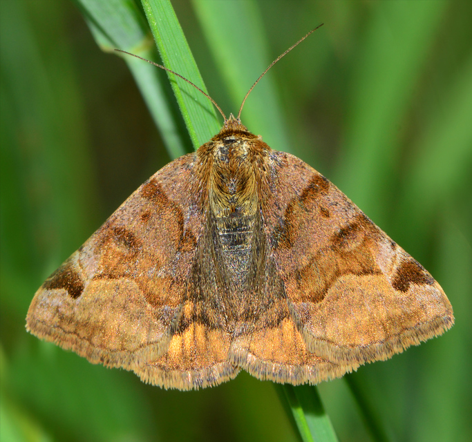 Euclidia glyphica - közönséges nappalibagoly