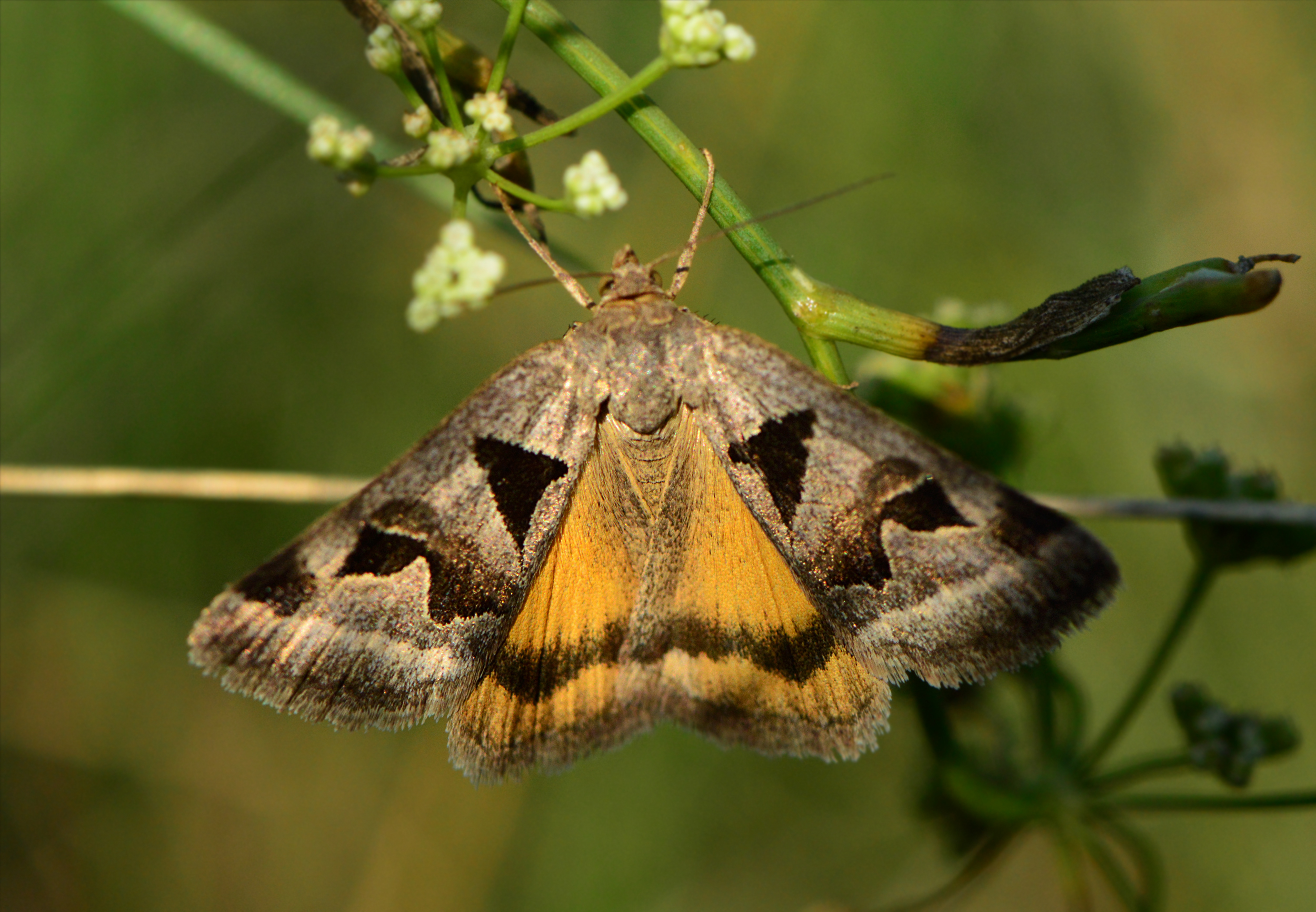 Gonospileia triquetra - kakukkfű-nappalibagoly