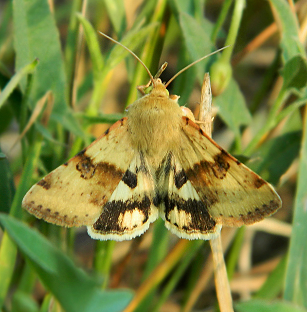 Heliothis viriplaca - mácsonyabagoly
