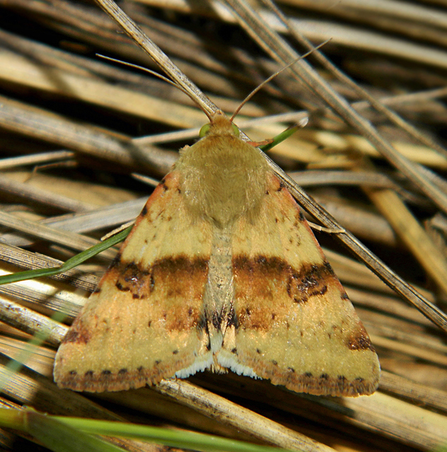 Heliothis viriplaca - mácsonyabagoly