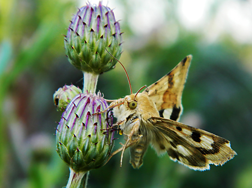 Heliothis viriplaca - mácsonyabagoly