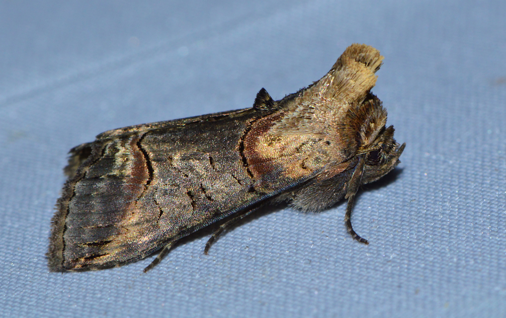 Abrostola triplasia - közönséges csalánbagoly