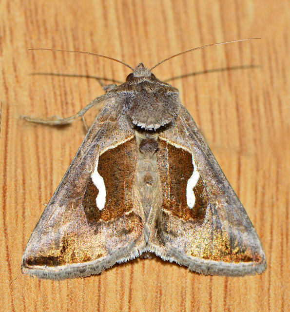 Macdunnoughia confusa - cseppfoltos ezüstbagoly