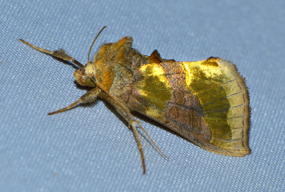 Diachrysia chrysitis - aranybagoly