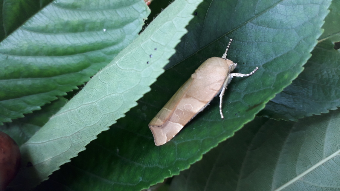 Noctua fimbriata - szélessávú sárgafűbagoly