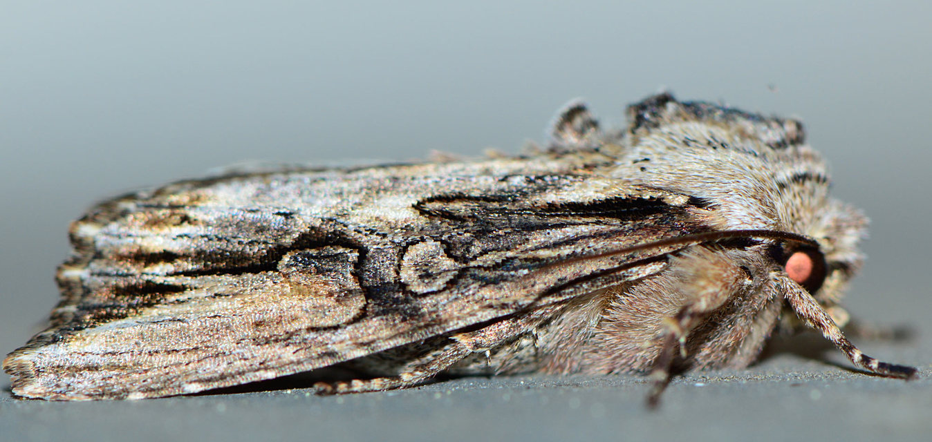 Egira conspicillaris - változékony szürkebagoly