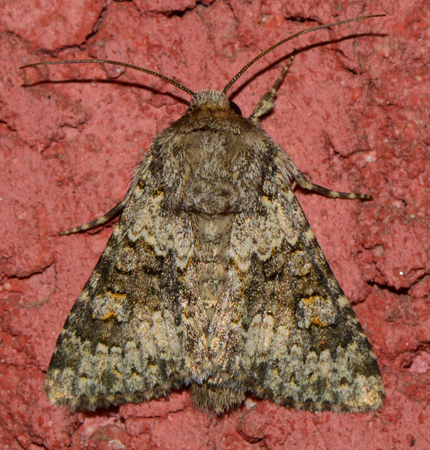 Hecatera dysodea - parajbagoly
