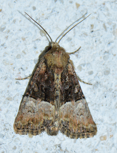 Mesoligia furuncula - kétszínű dudvabagoly