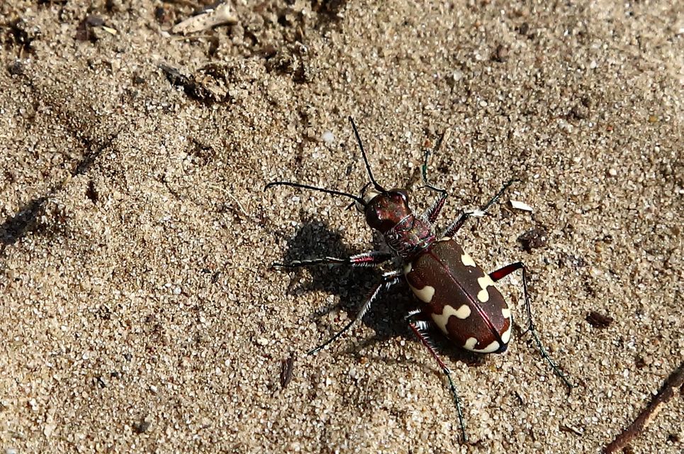 Cicindela hybrida - öves homokfutrinka
