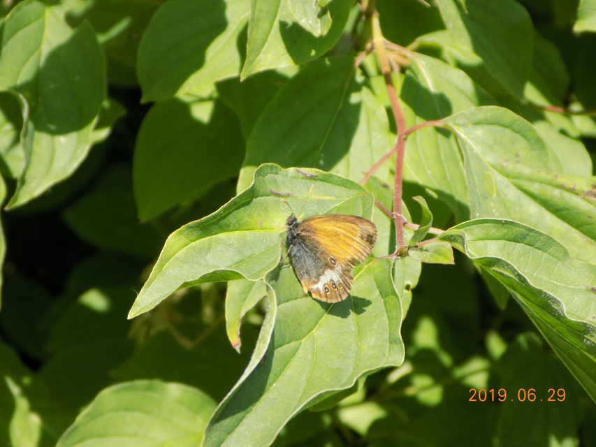 Coenonympha arcania - fehéröves szénalepke