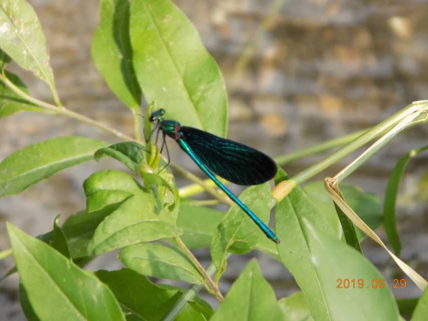 Calopteryx virgo - kisasszony-szitakötő