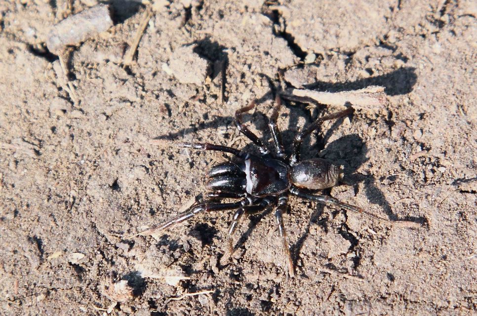 Atypus