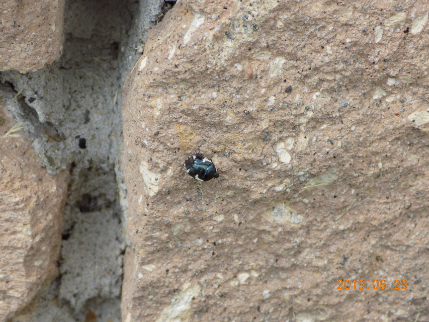 Tritomegas sexmaculatus - hatfoltos földipoloska