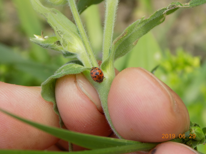 Subcoccinella vigintiquatuorpunctata - lucernaböde