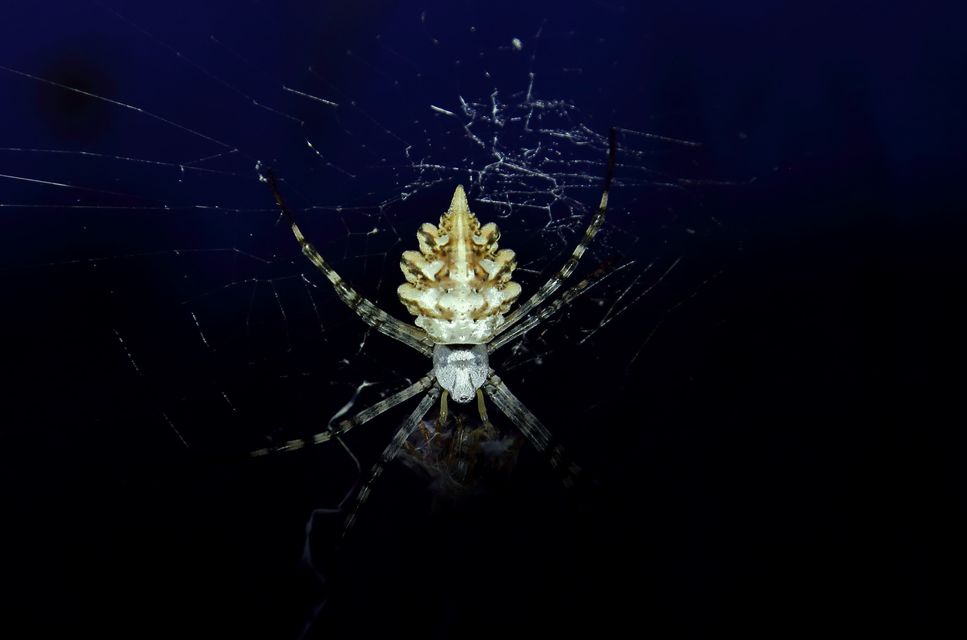Argiope lobata - karéjos keresztespók