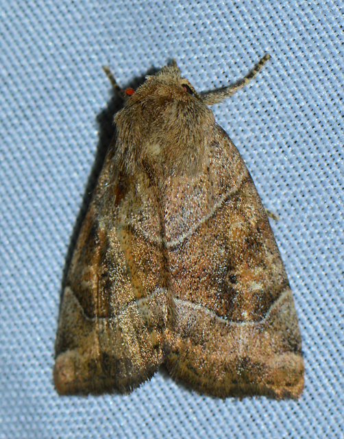 Cosmia trapezina - közönséges lombbagoly