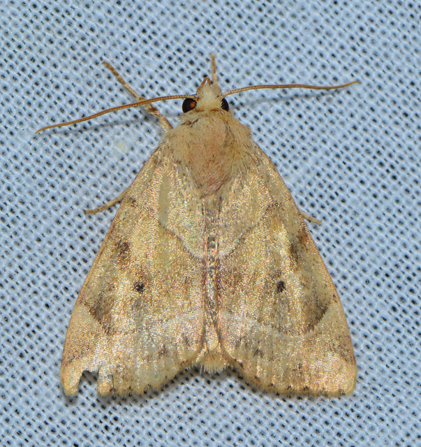 Cosmia trapezina - közönséges lombbagoly
