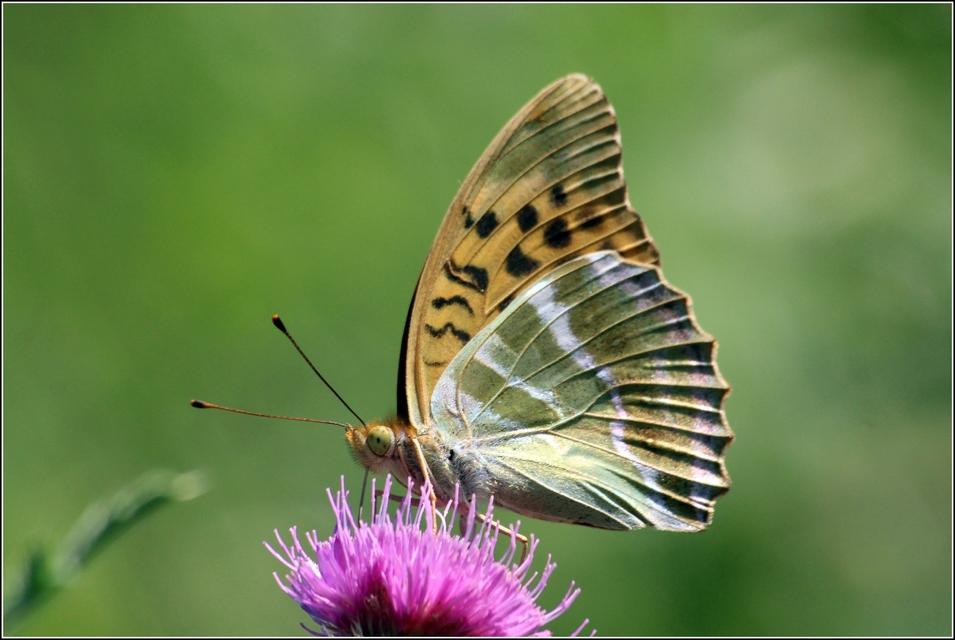 Argynnis paphia - nagy gyöngyházlepke