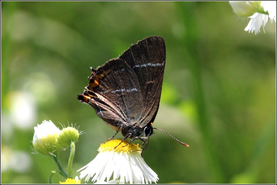Satyrium w-album - szilfa-csücsköslepke