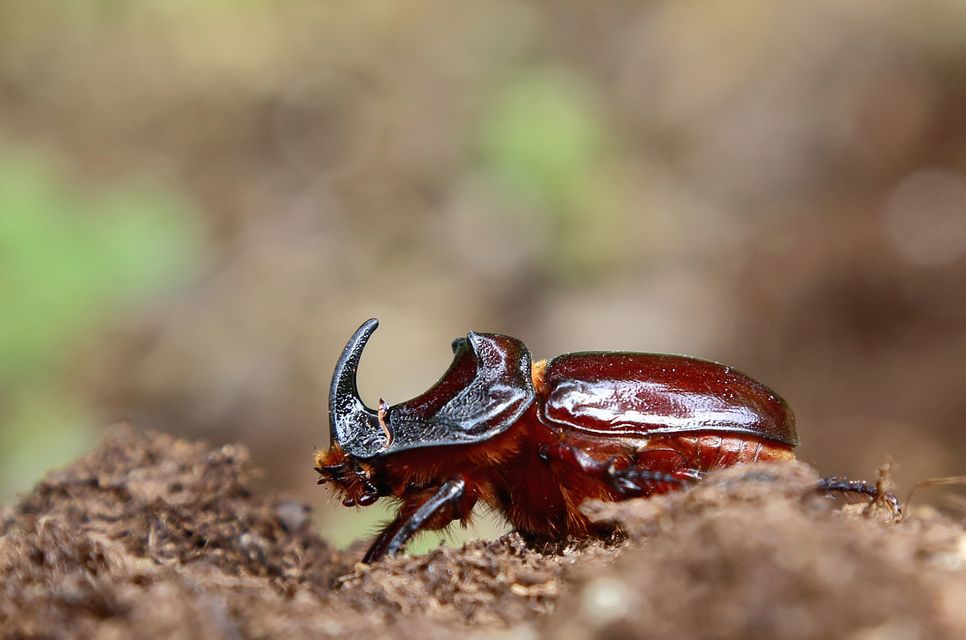 Oryctes nasicornis - orrszarvú bogár