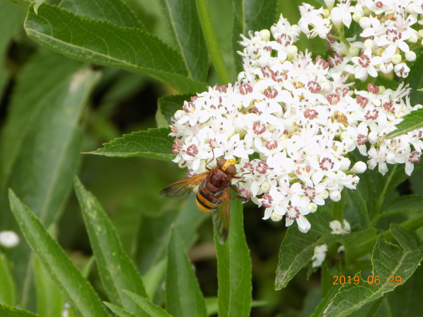 Volucella zonaria - kétöves pihelégy