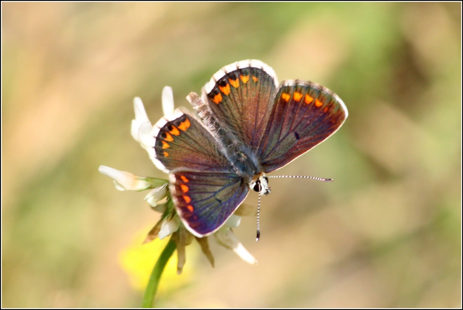 Aricia agestis - szerecsenboglárka