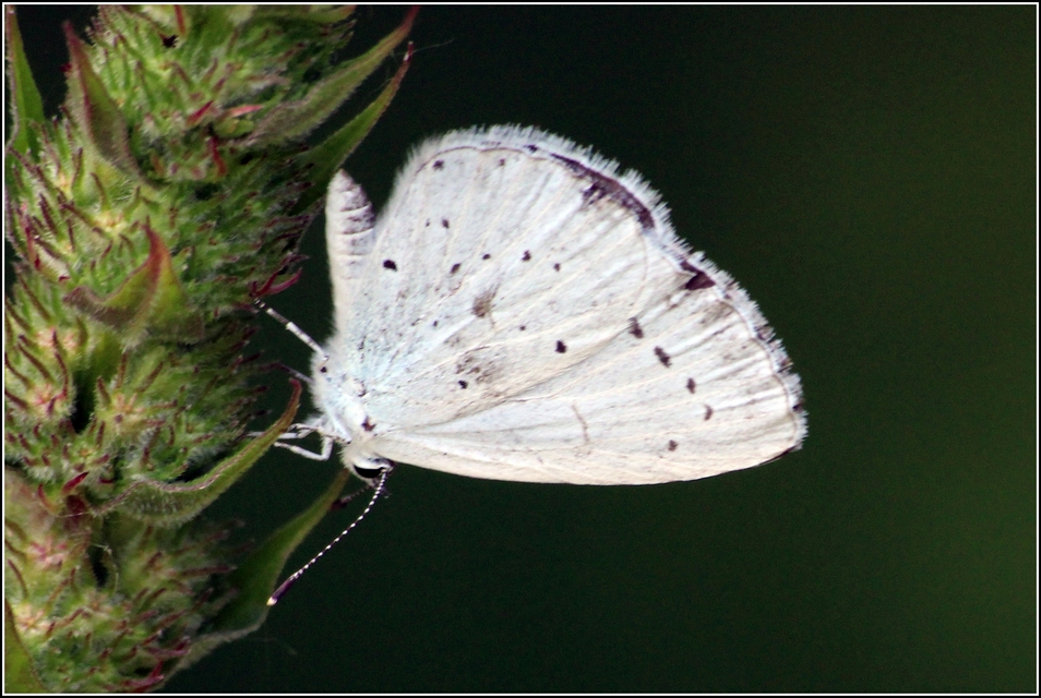 Celastrina argiolus - bengeboglárka