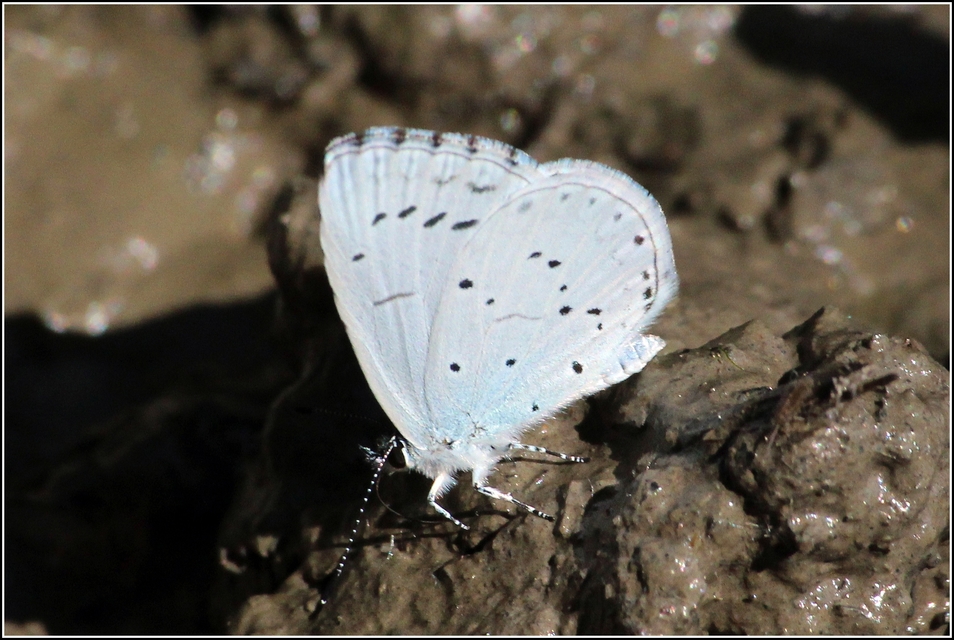 Celastrina argiolus - bengeboglárka