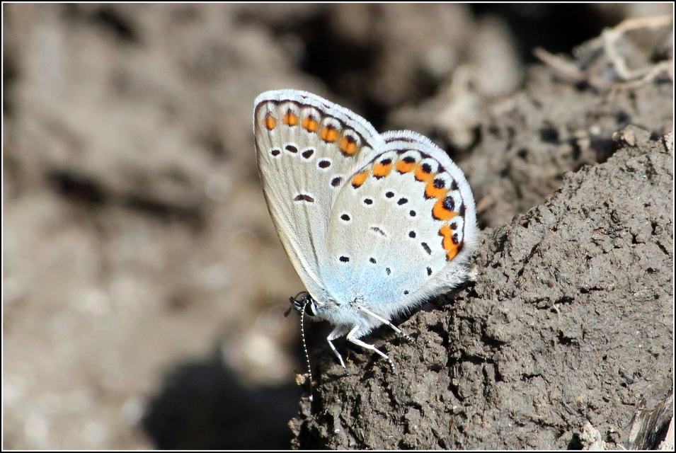 Plebejus argyrognomon - tintakék boglárka