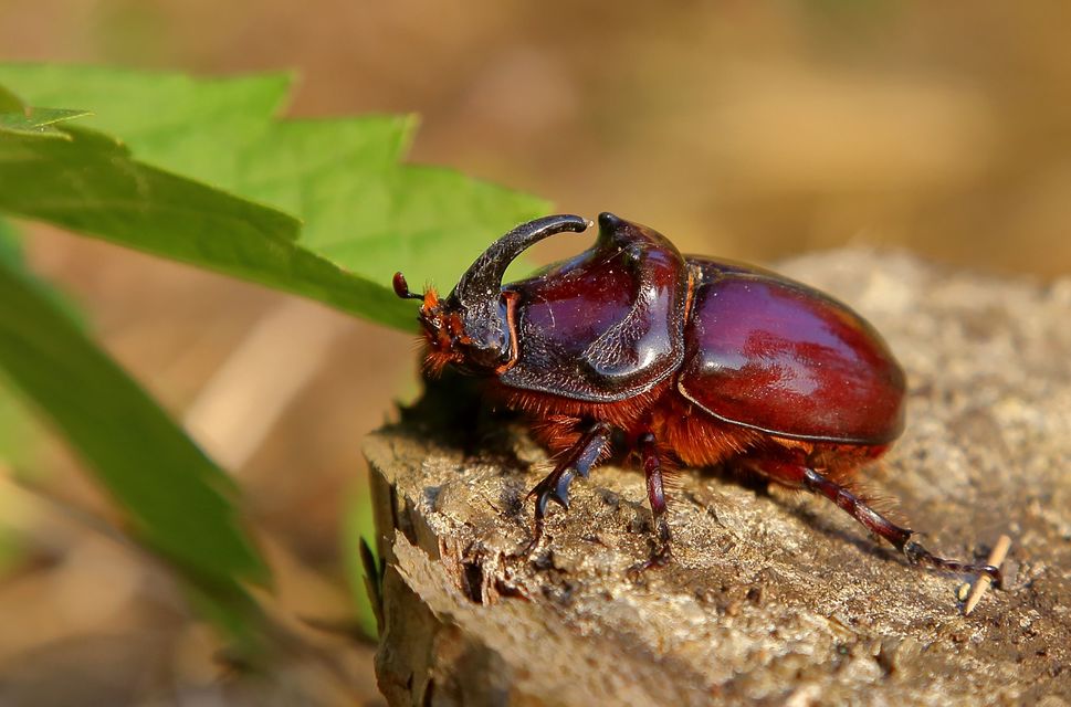 Oryctes nasicornis - orrszarvú bogár