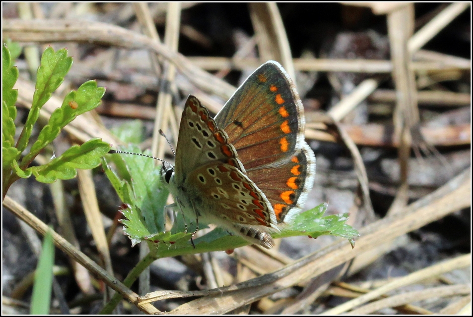 Aricia agestis - szerecsenboglárka