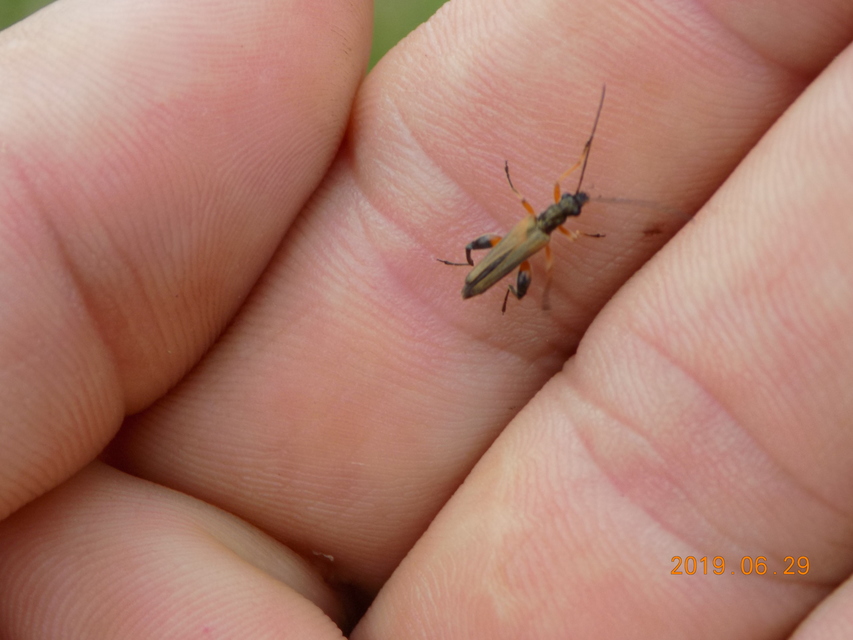 Oedemera podagrariae - székfű-álcincér