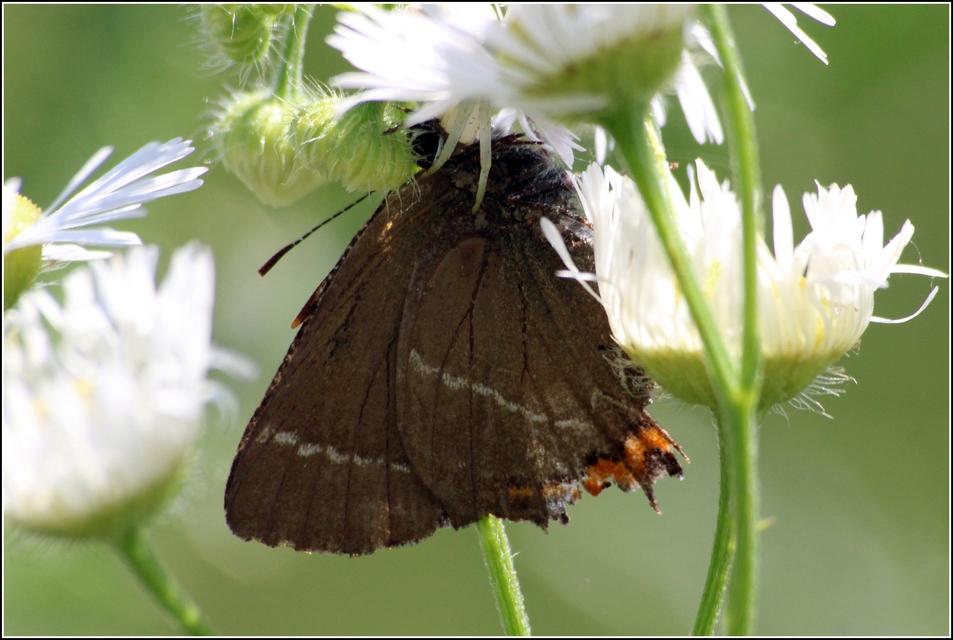 Satyrium w-album - szilfa-csücsköslepke