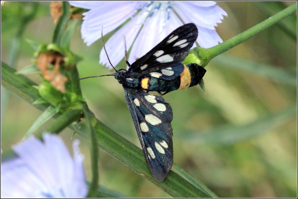 Amata phegea - fehérpettyes álcsüngőlepke