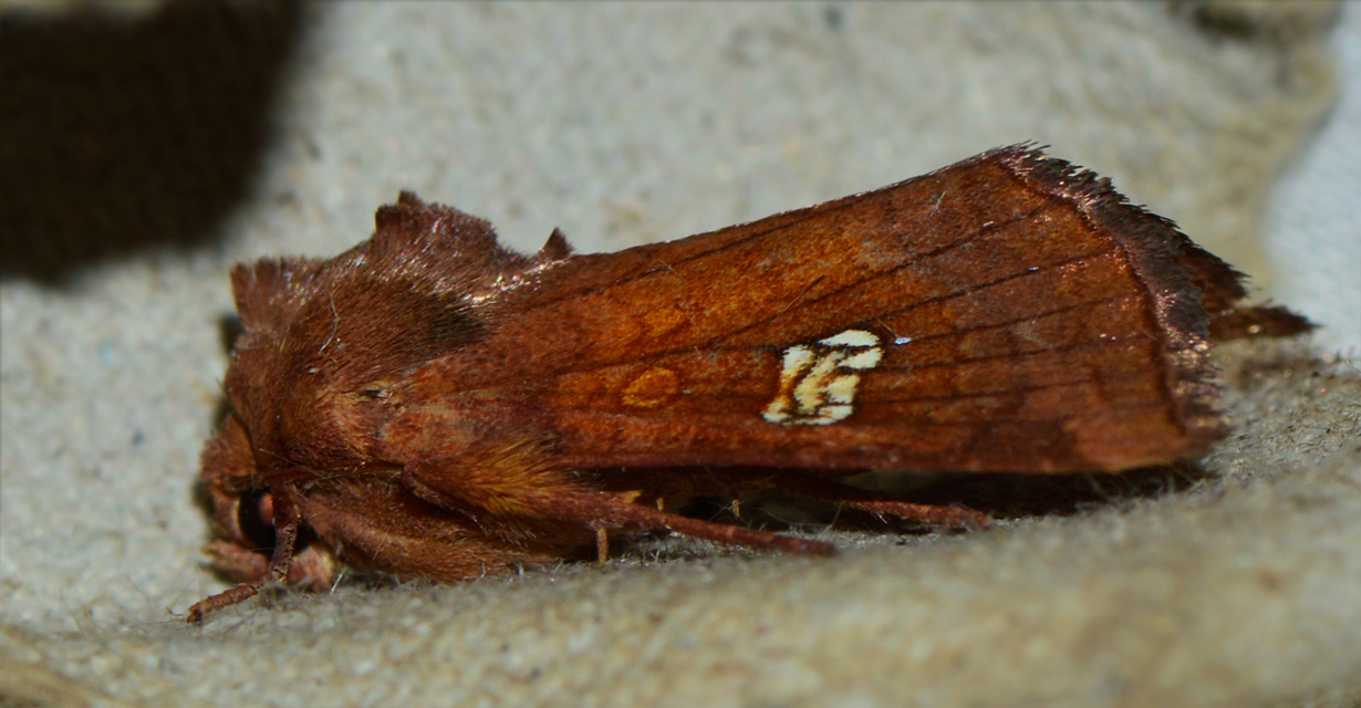 Amphipoea oculea - nagyfoltú lápibagoly