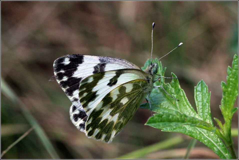 Pontia edusa - rezedalepke