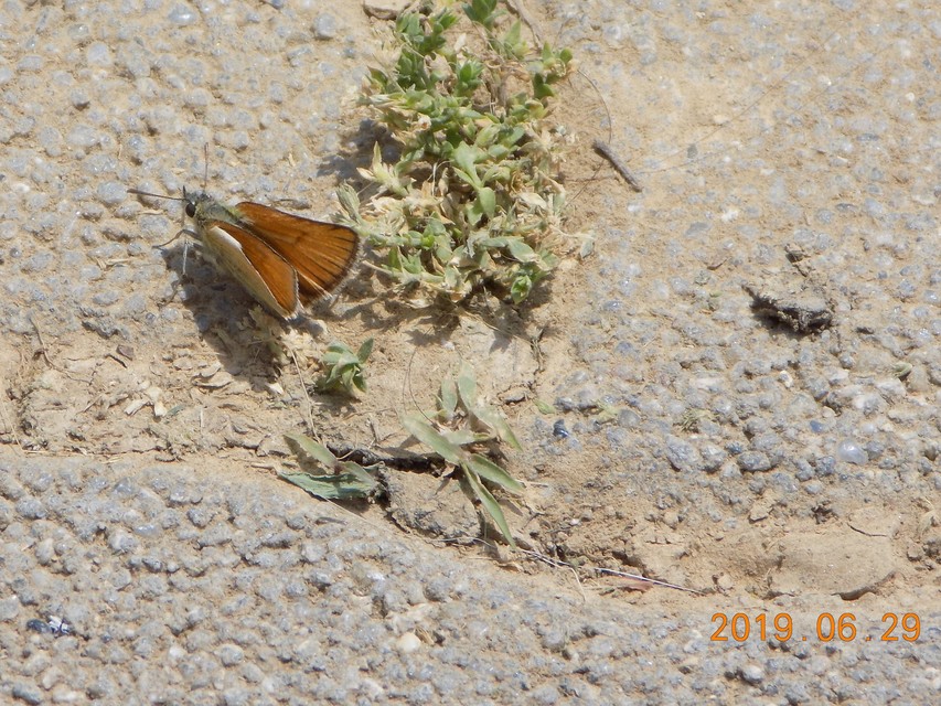 Thymelicus lineola - vonalas busalepke