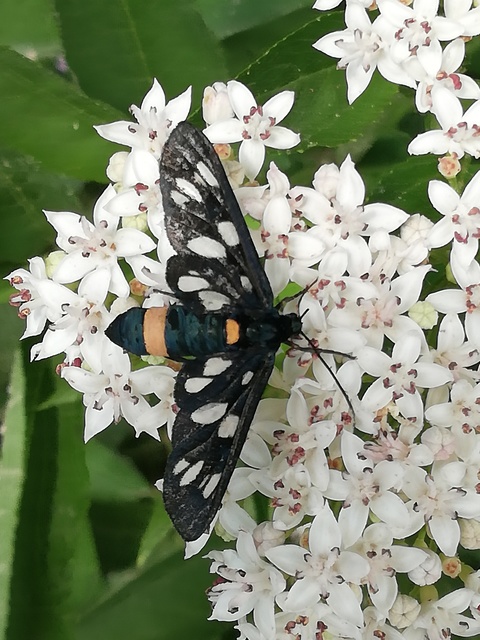 Amata phegea - fehérpettyes álcsüngőlepke