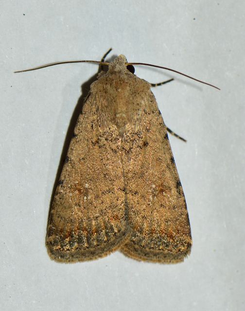 Paradrina clavipalpis - közönséges selymesbagoly