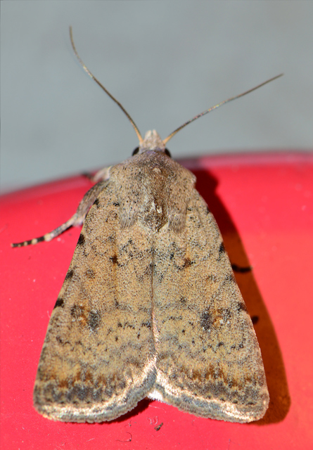 Paradrina clavipalpis - közönséges selymesbagoly