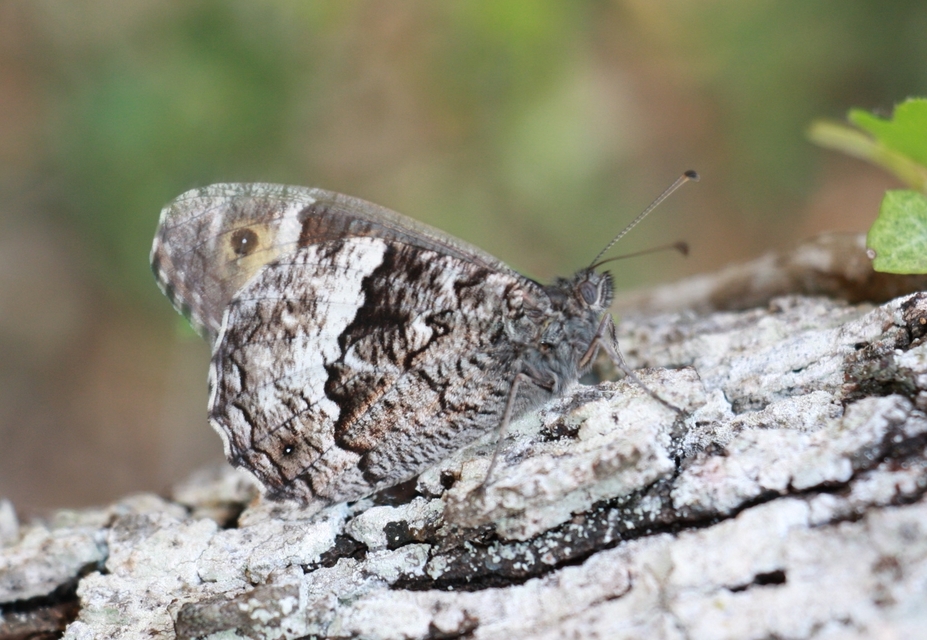 Hipparchia