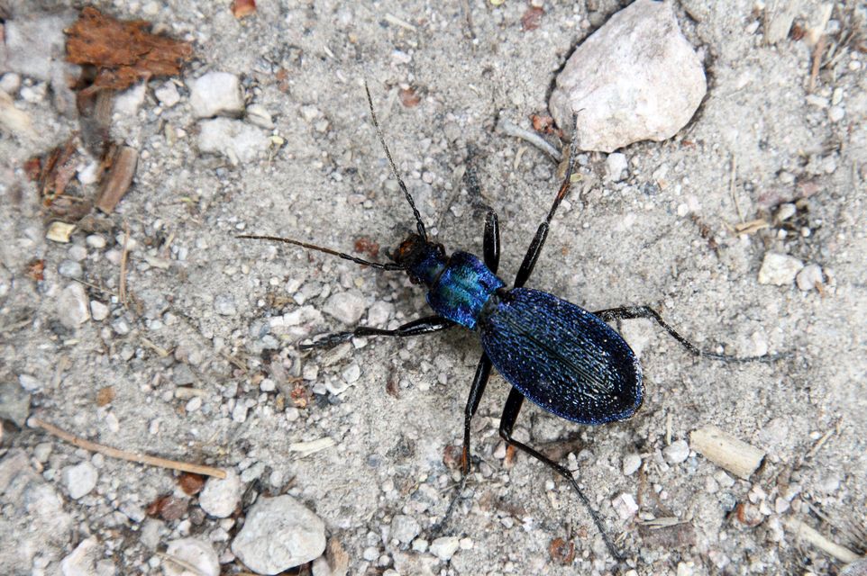 Carabus intricatus - kék laposfutrinka