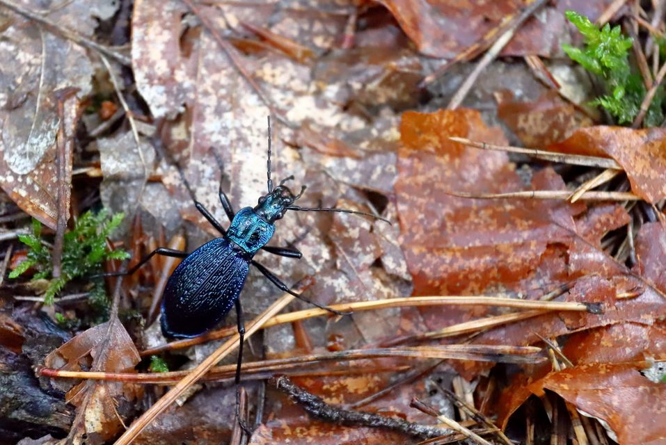 Carabus intricatus - kék laposfutrinka