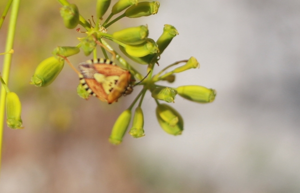 Carpocoris Carpocoris
