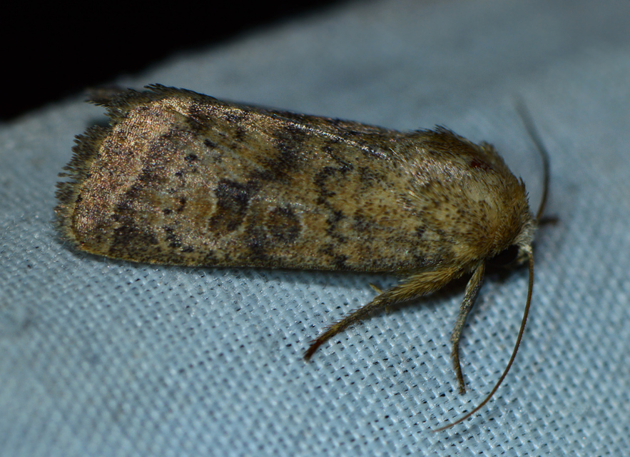 Hoplodrina octogenaria - barna selymesbagoly